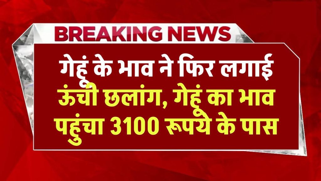 Mandi Bhav: गेहूं के भाव ने फिर लगाई ऊंची छलांग, गेहूं का भाव पहुंचा 3100 रूपये के पास