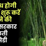 Business Idea: अंधाधुंध होगी कमाई शुरू करें हरे सोने की खेती, सरकार से मिलती है सब्सिडी