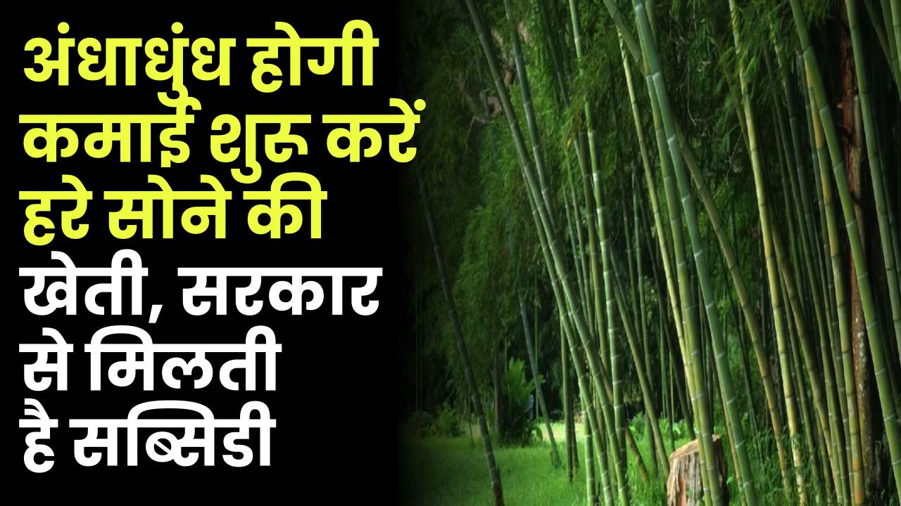 Business Idea: अंधाधुंध होगी कमाई शुरू करें हरे सोने की खेती, सरकार से मिलती है सब्सिडी