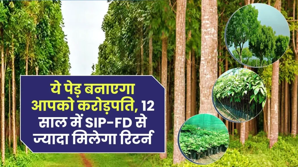 करोड़पति बनना है तो खाली जमीन पर लगा दें ये पेड़, 12 साल में SIP-FD से ज्यादा मिलेगा रिटर्न